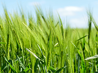 汶川县水磨古镇盘龙溪村260亩其他林地出租，20年年限，租金300元/亩/年